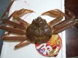 中々ご立派