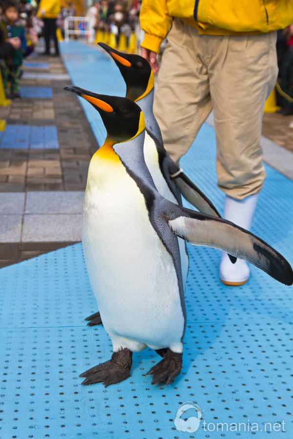 海遊館 - ペンギンパレード