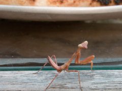 突然のお客さん