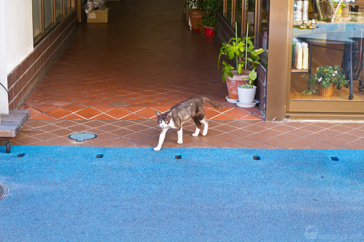 2012年 沖縄で出会った猫 1