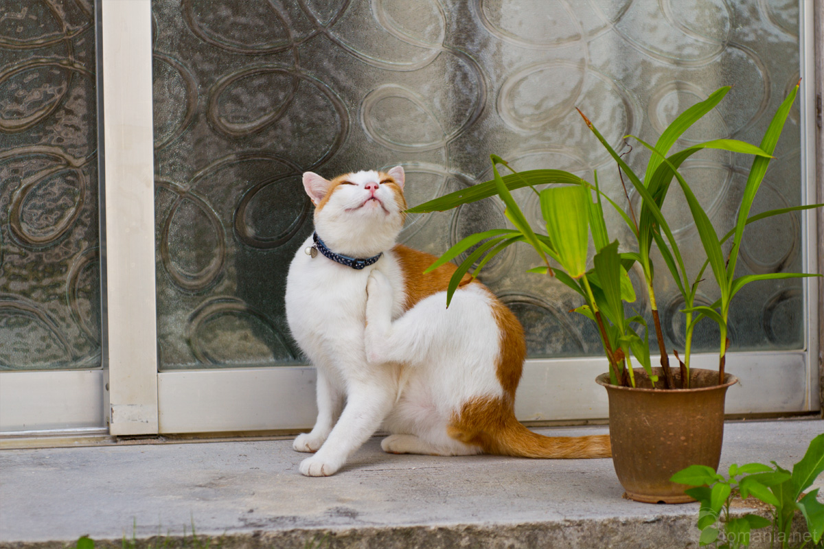 2012年 沖縄で出会った猫 4