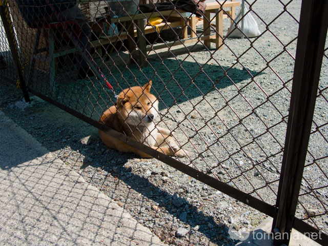 犬
